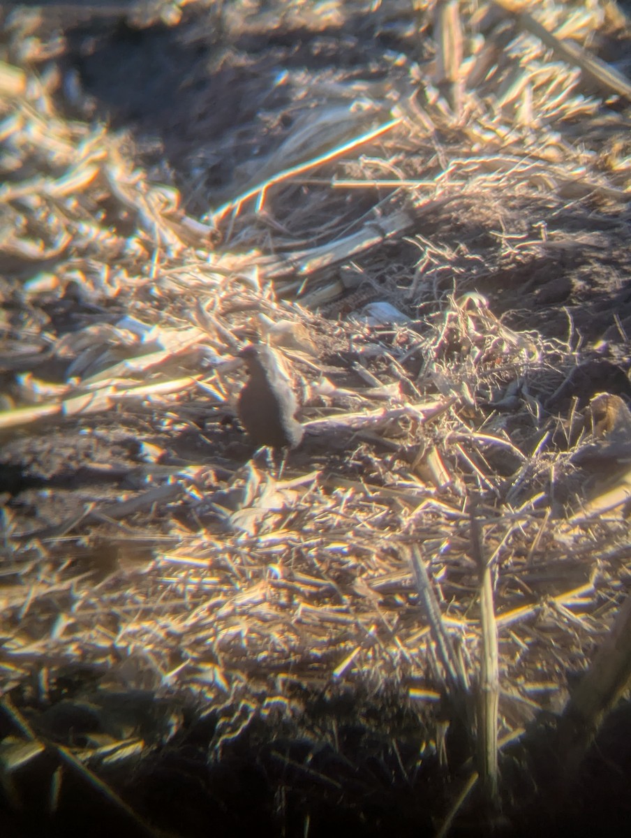 Icteridae sp. - ML646204031