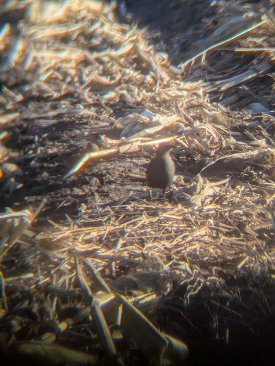 Icteridae sp. - ML646204032