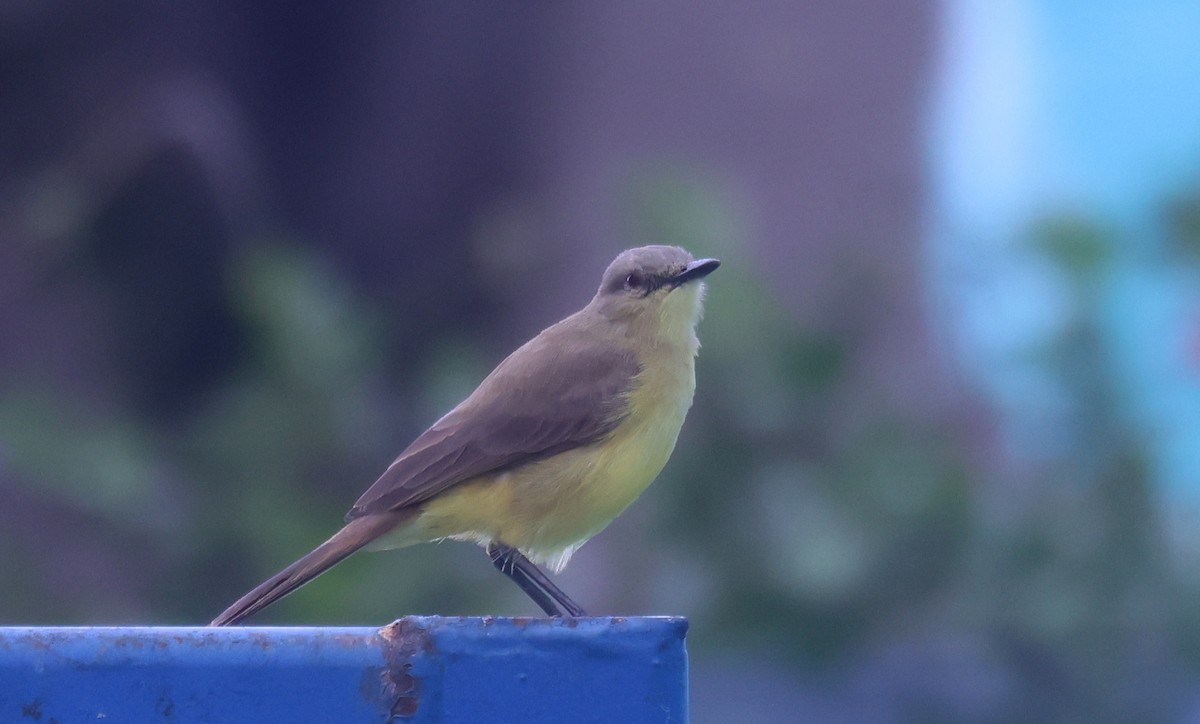 Cattle Tyrant - ML646204033