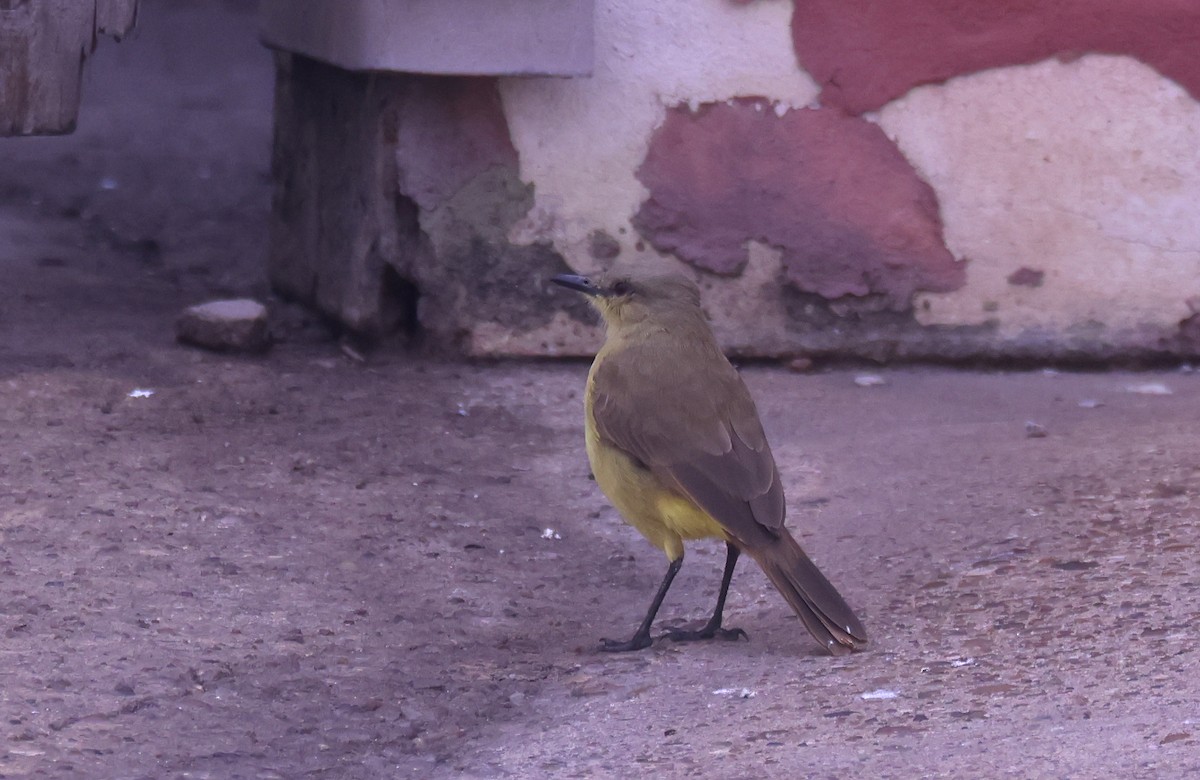 Cattle Tyrant - ML646204034