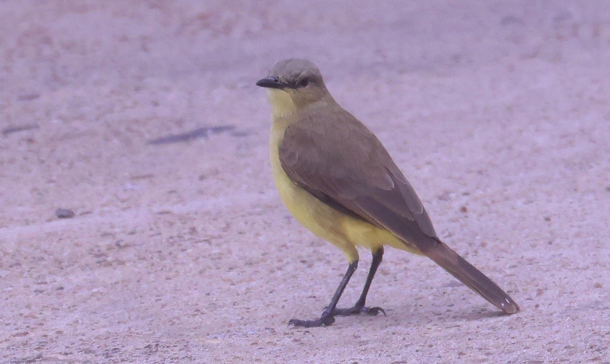 Cattle Tyrant - ML646204035