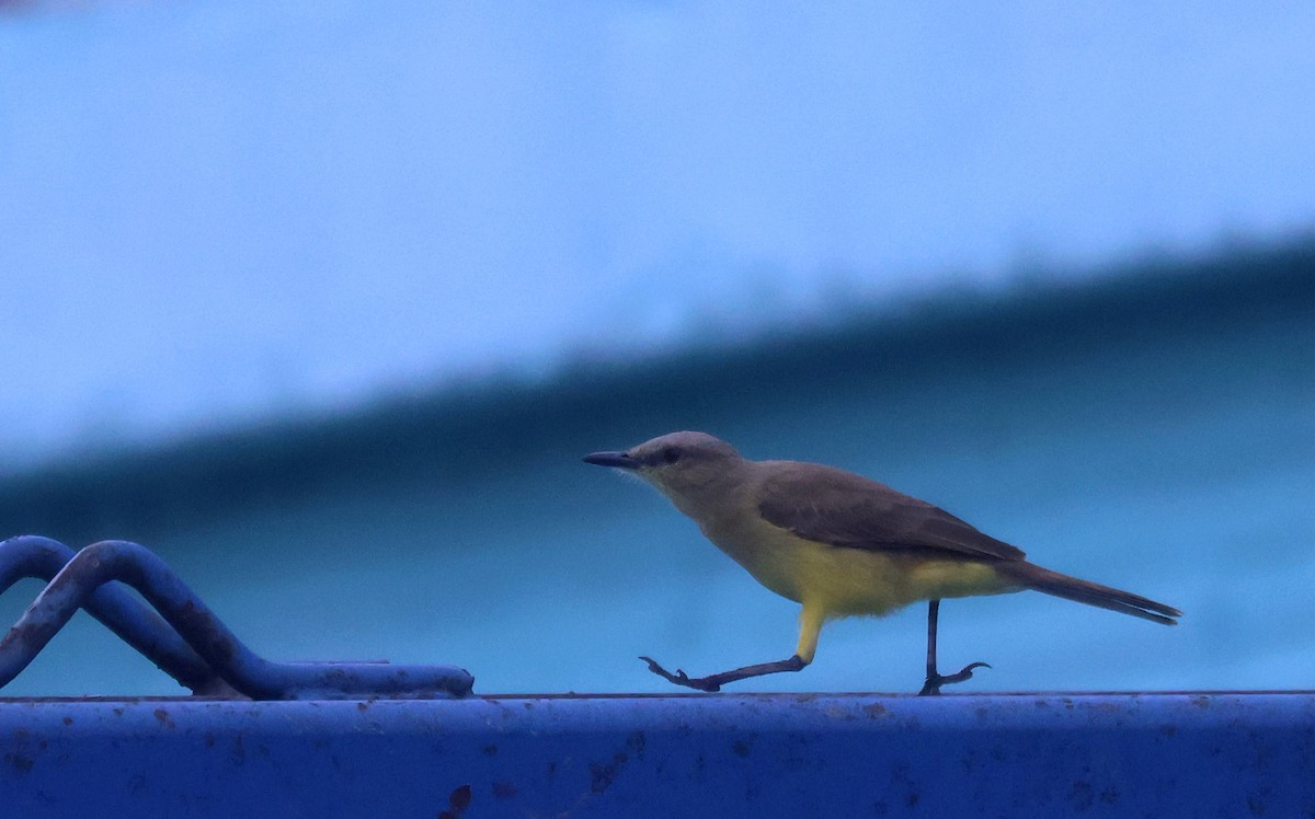 Cattle Tyrant - ML646204036