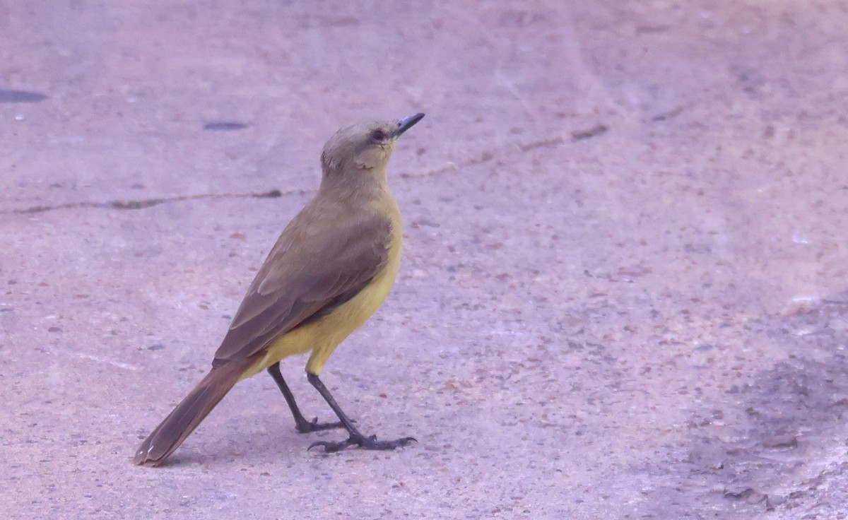 Cattle Tyrant - ML646204037