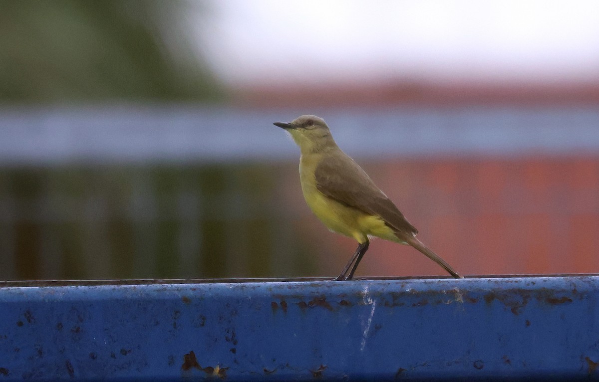 Cattle Tyrant - ML646204038