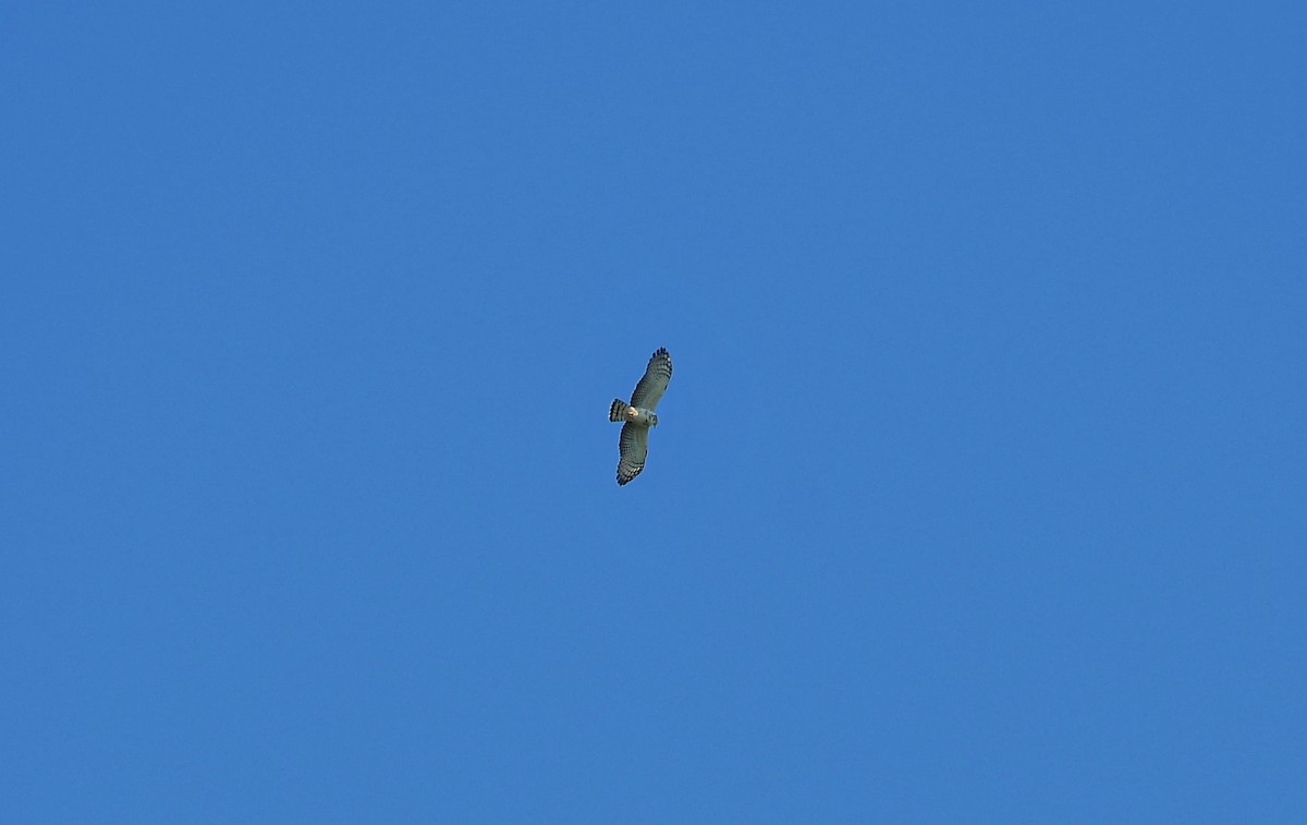 hákozobec neotropický - ML646204045