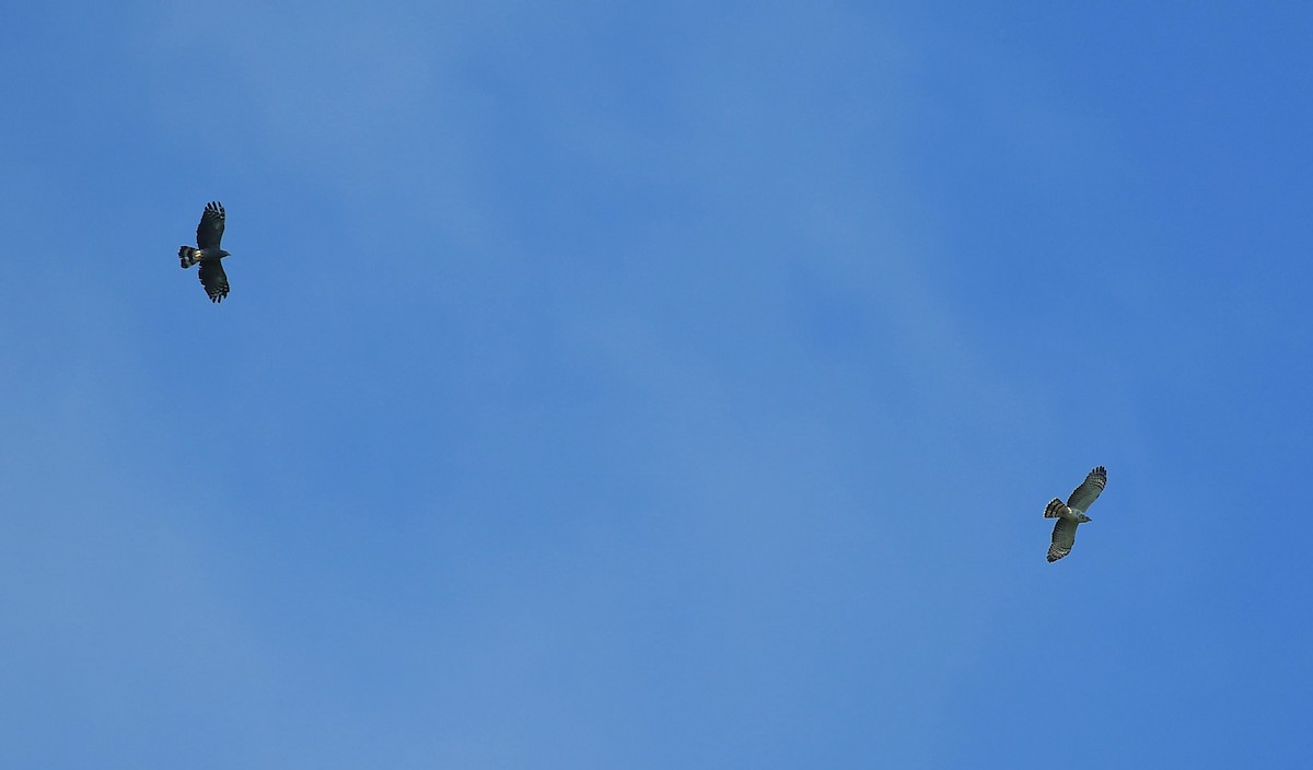 hákozobec neotropický - ML646204046