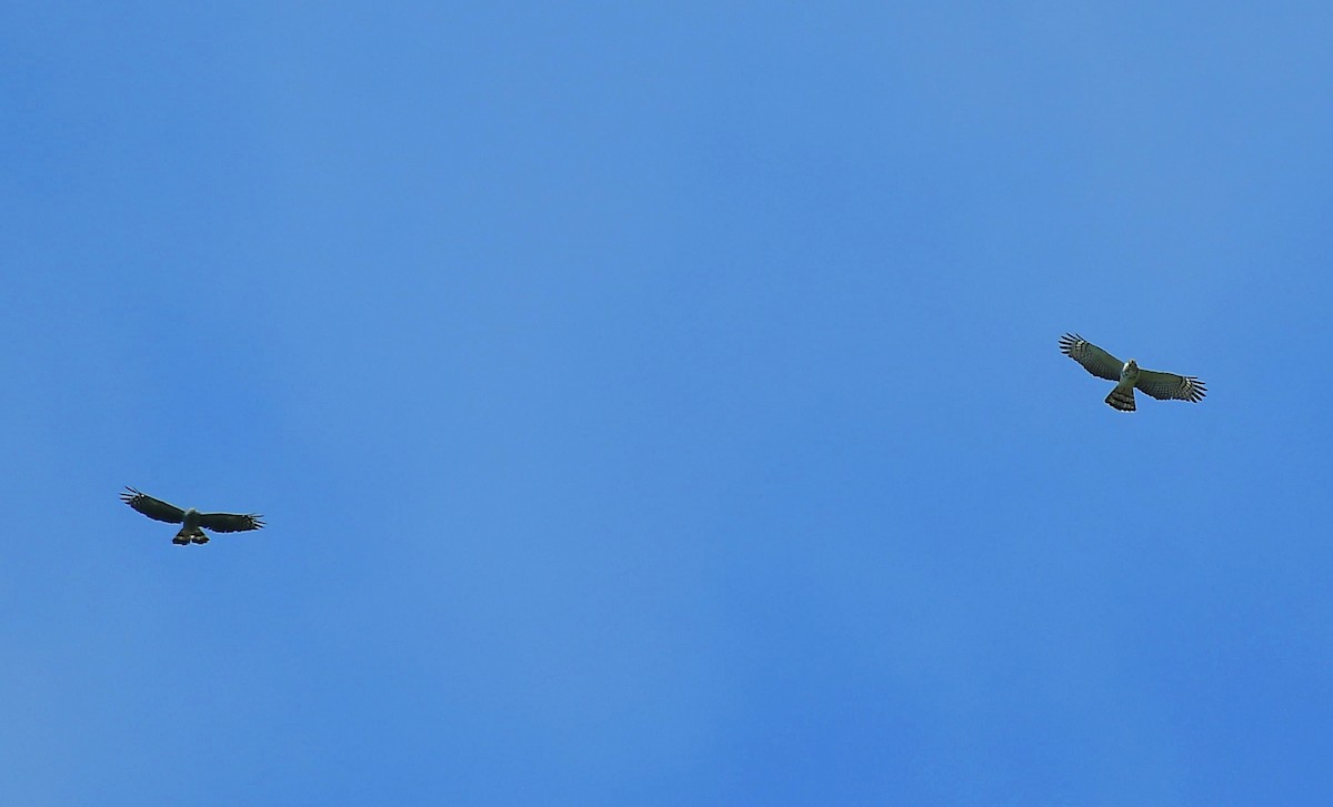 hákozobec neotropický - ML646204047