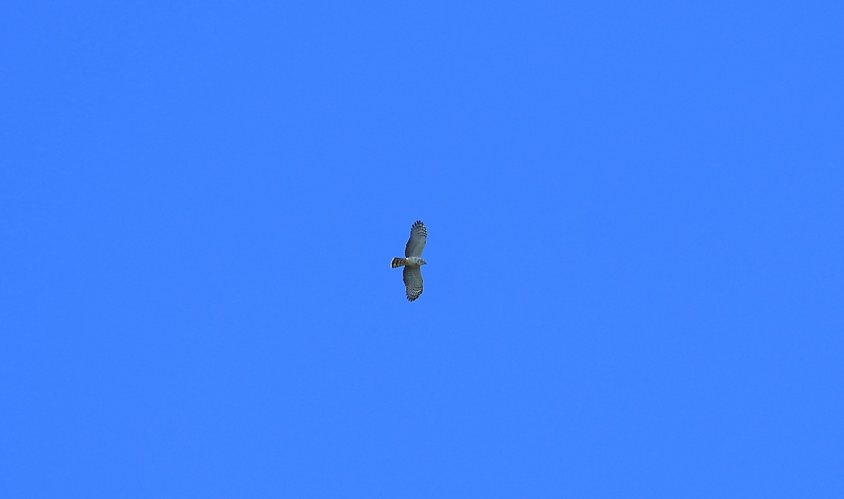 hákozobec neotropický - ML646204048