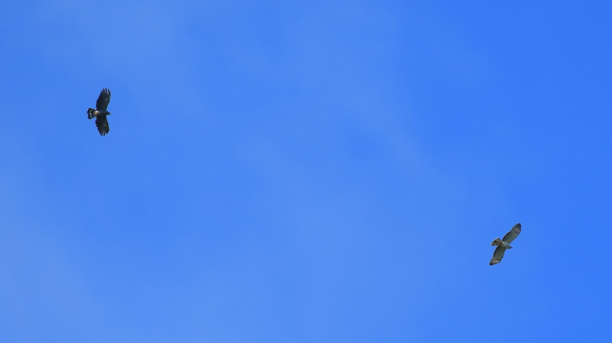 hákozobec neotropický - ML646204049