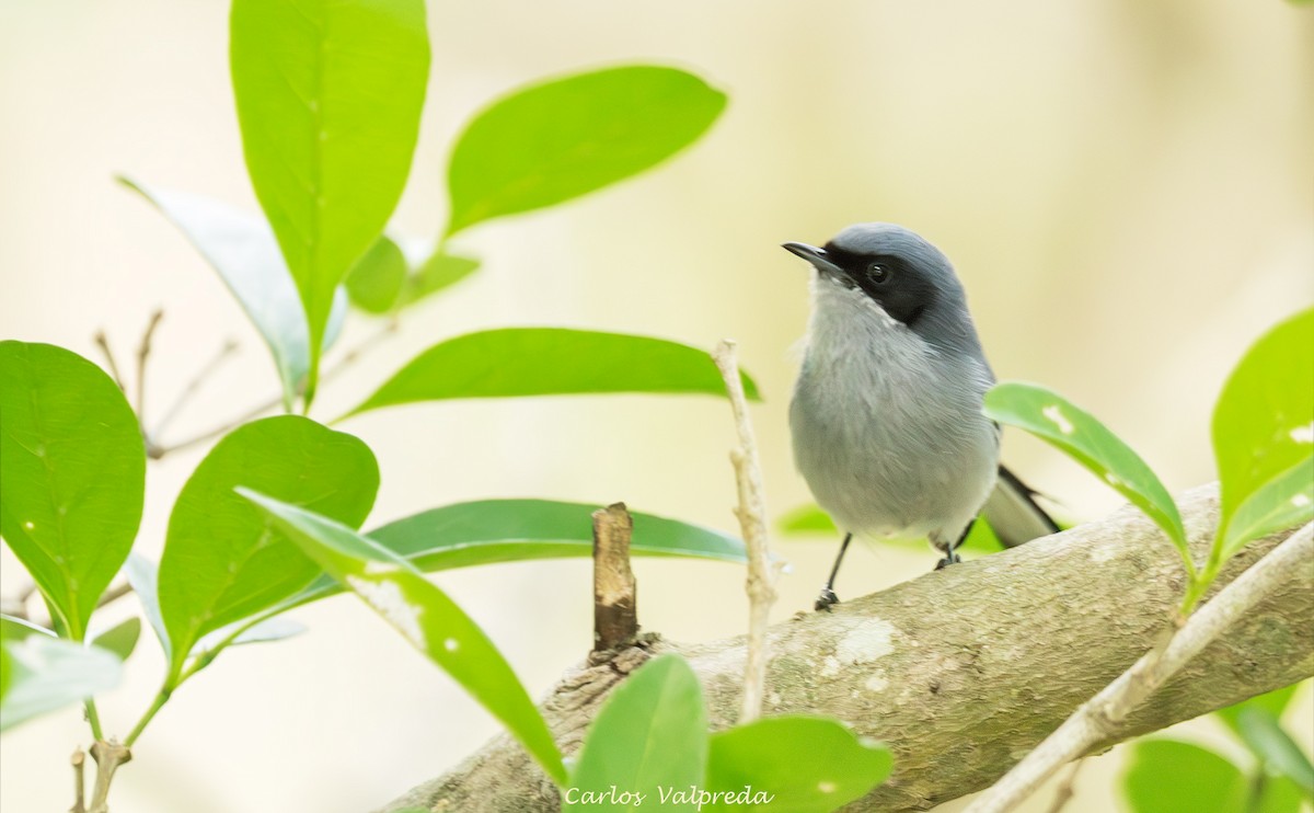 Masked Gnatcatcher - ML646204052