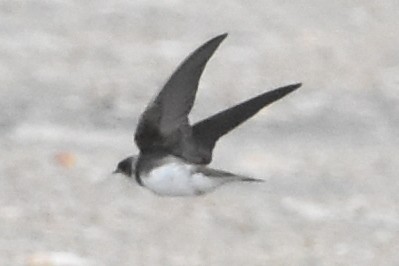 Uhalde-enara arrunta - ML646204054