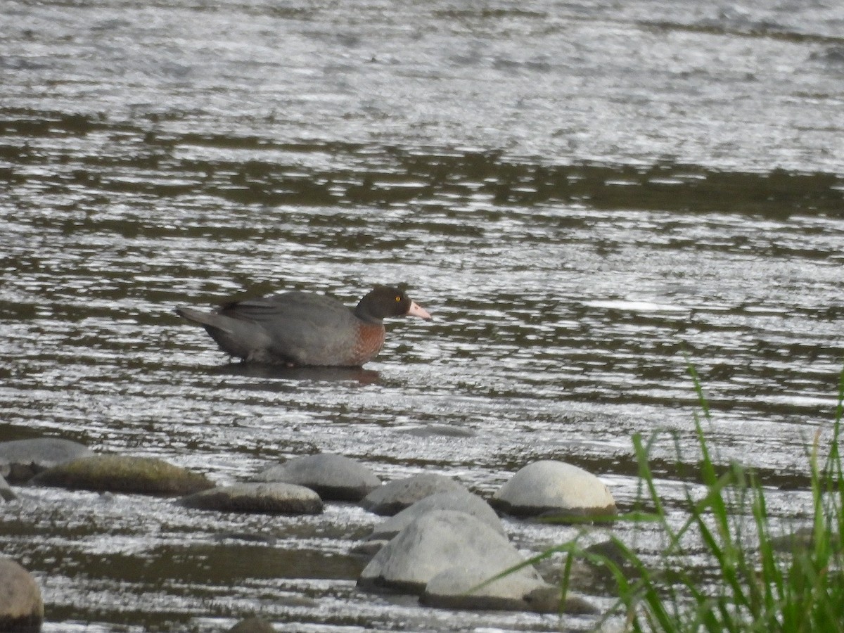 Blue Duck - ML646204056