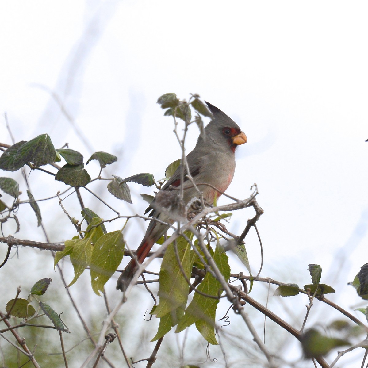 Pyrrhuloxia - ML646204057