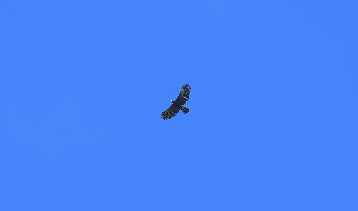 Black Hawk-Eagle - ML646204059