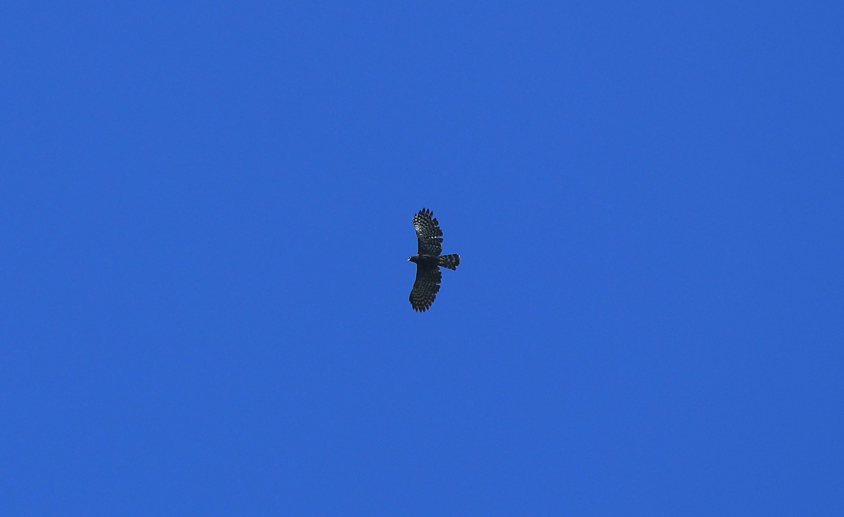 Black Hawk-Eagle - ML646204061