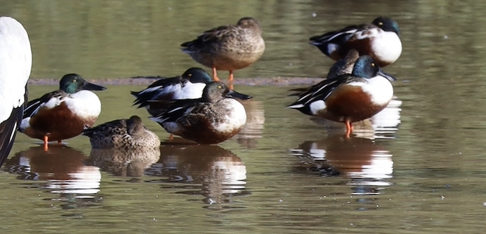 Northern Shoveler - ML646204065