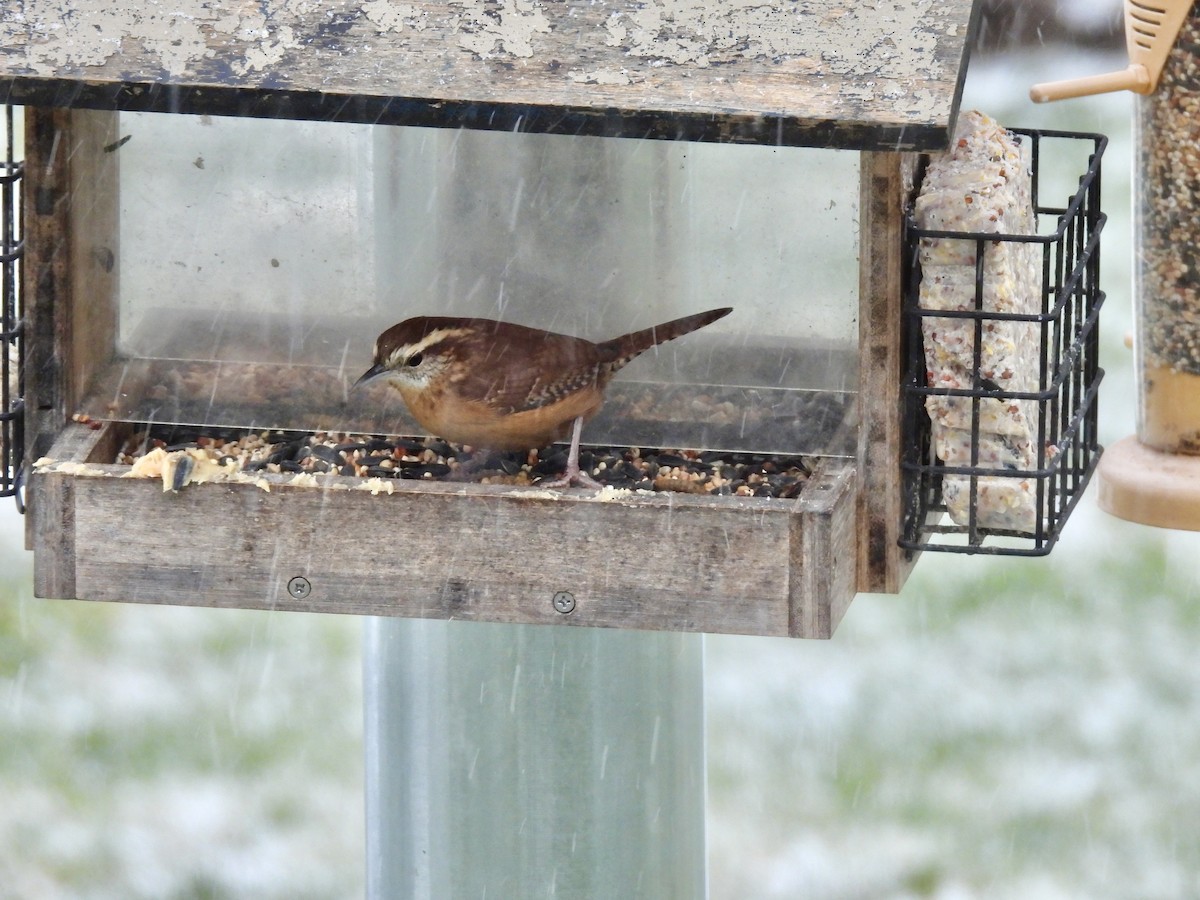 Carolina Wren - ML646204068