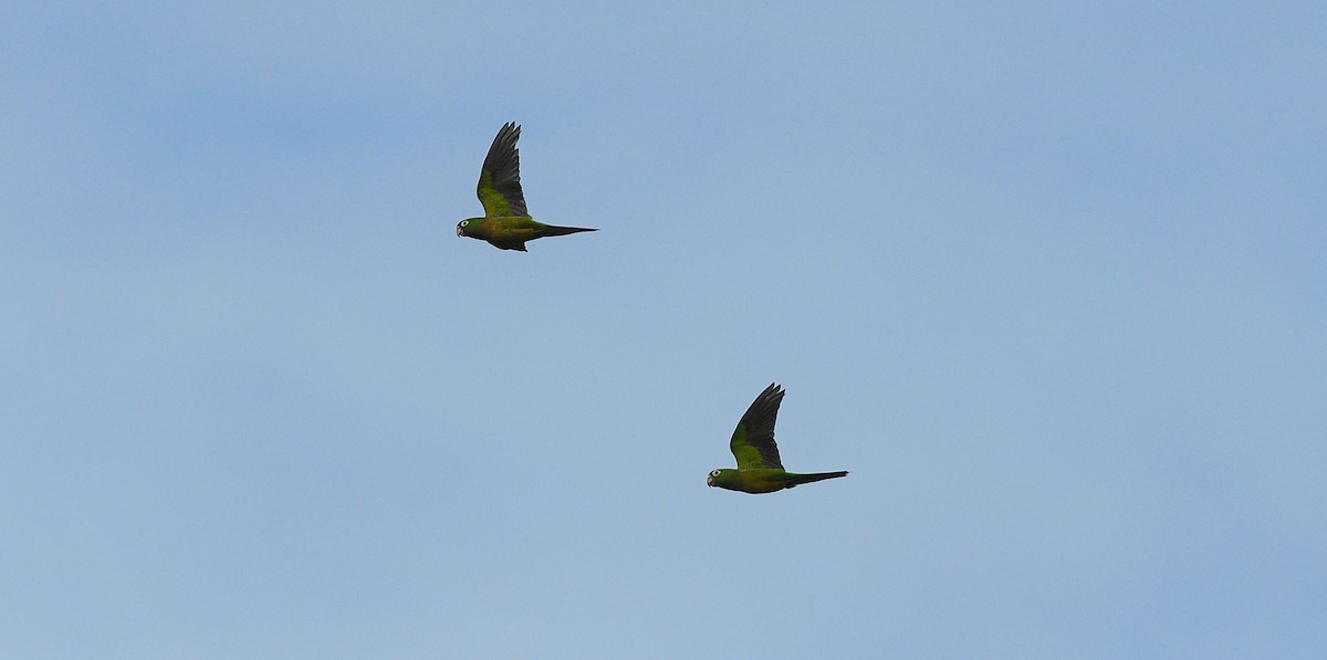 Olive-throated Parakeet - ML646204076