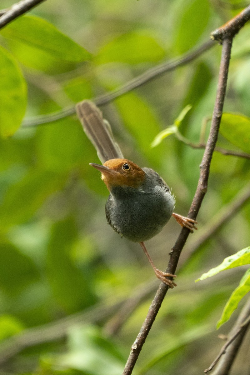 Ashy Tailorbird - ML646204081