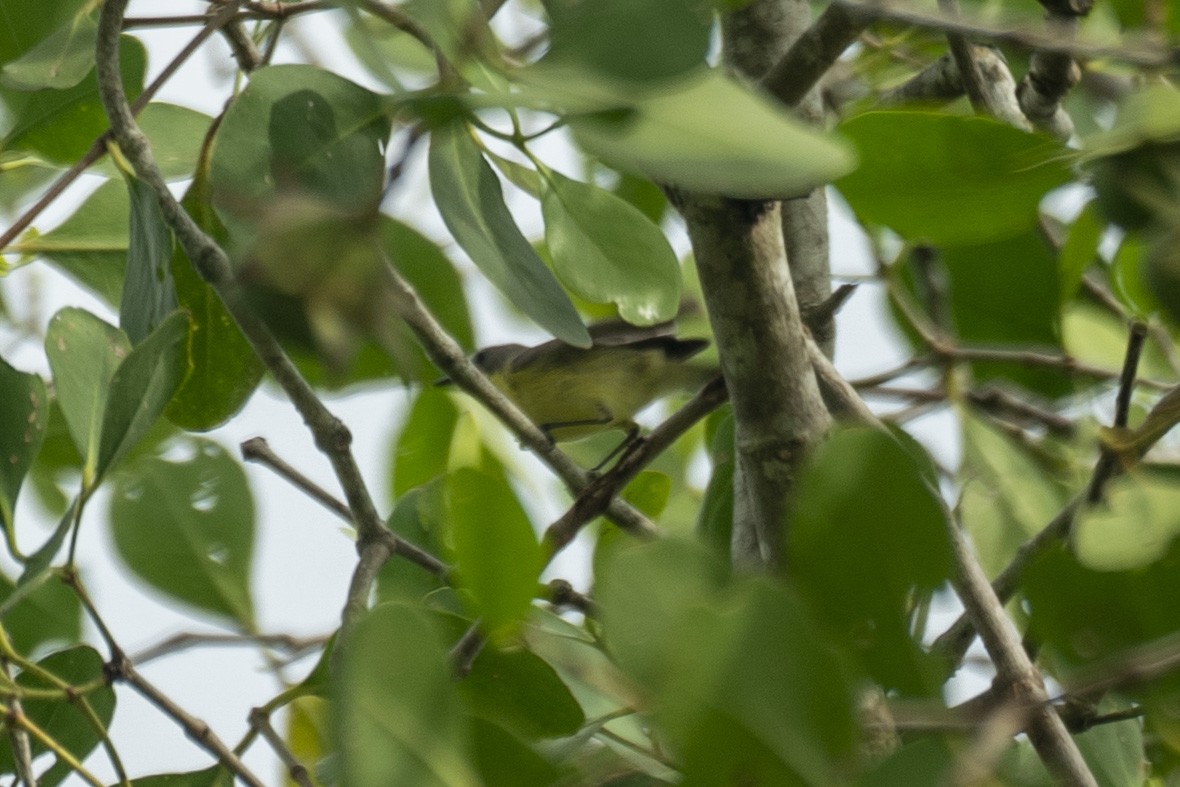 Golden-bellied Gerygone - ML646204085