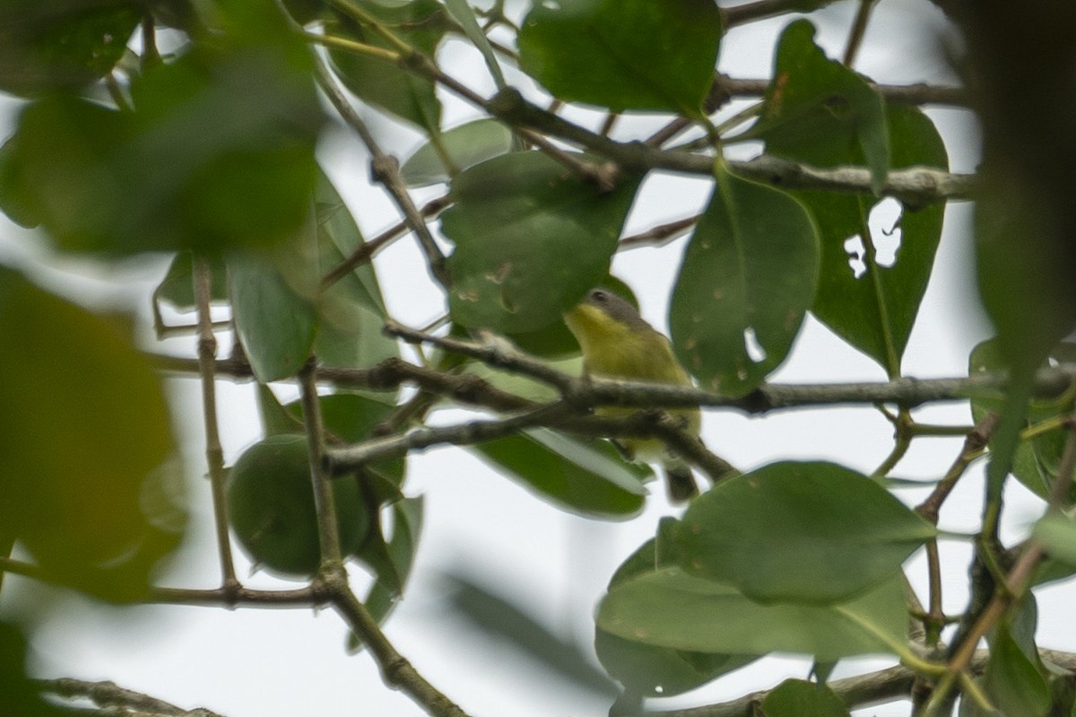 Golden-bellied Gerygone - ML646204086