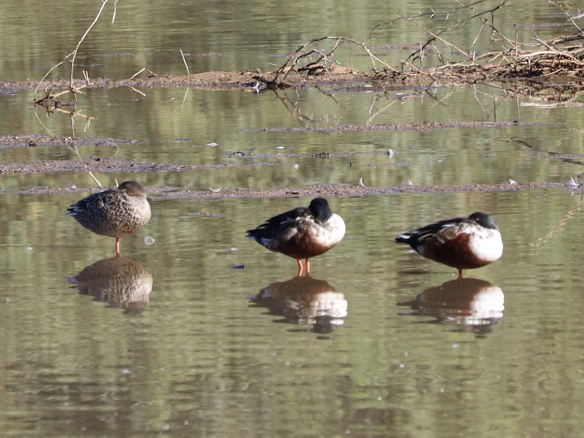 Northern Shoveler - ML646204087