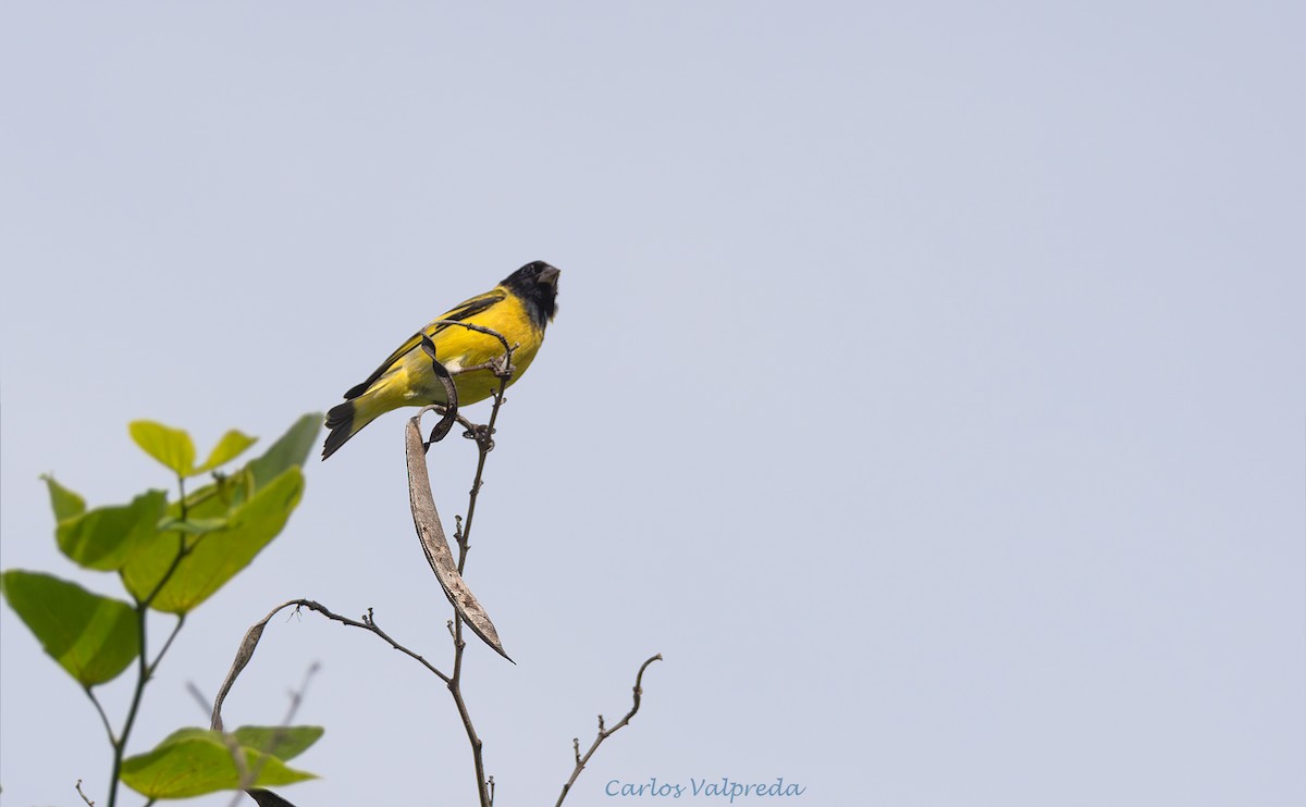 Hooded Siskin - ML646204088