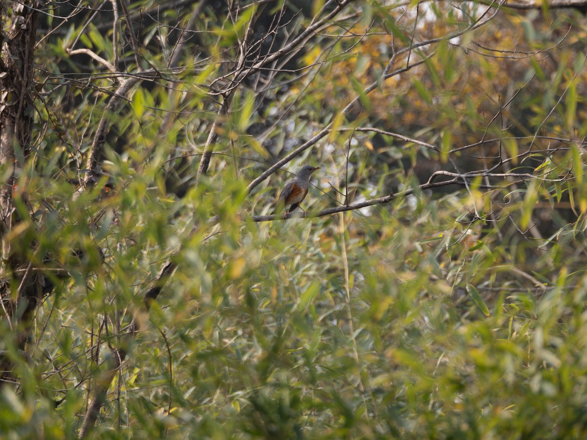 Merle à dos gris - ML646204089