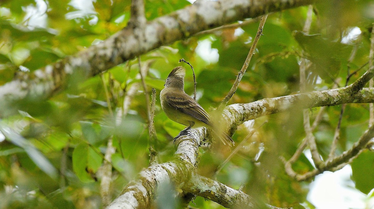 Желтобрюхая эления - ML646204091