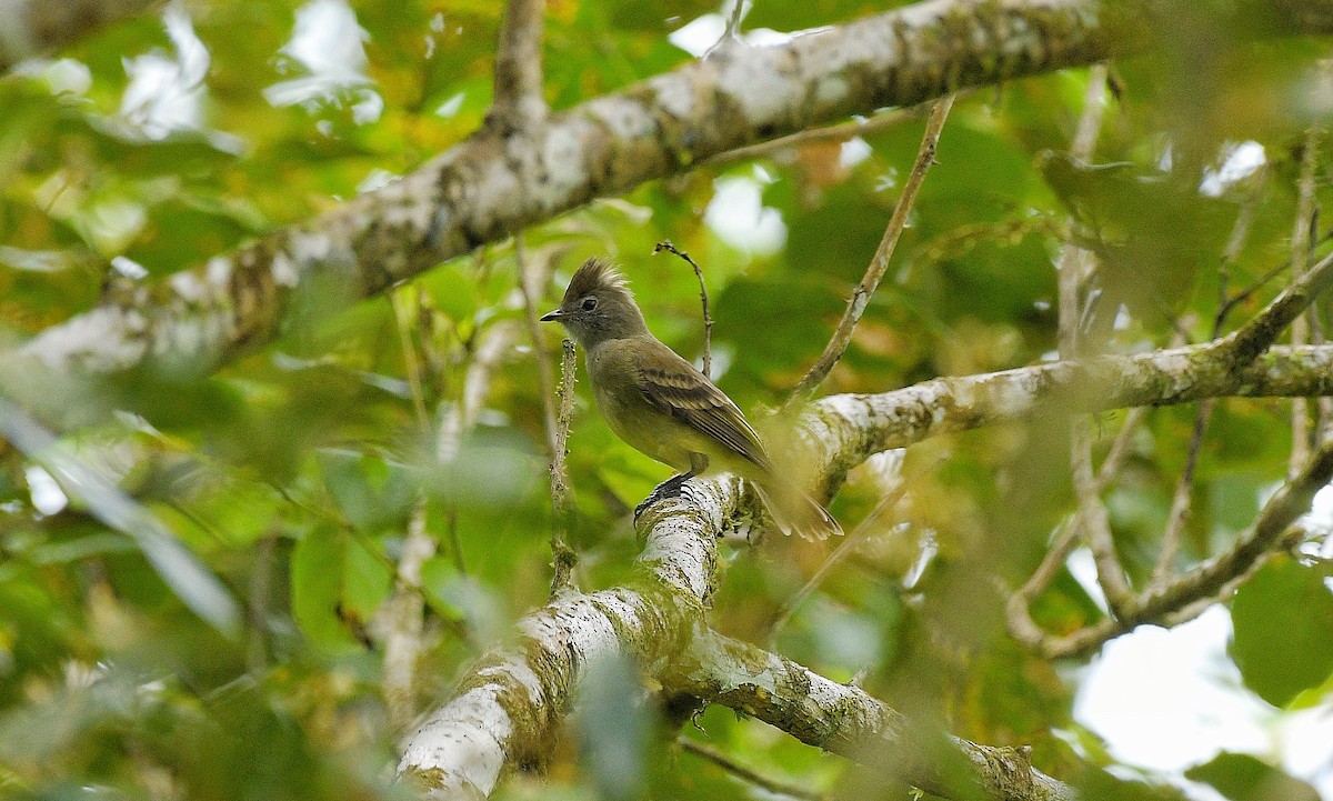 Желтобрюхая эления - ML646204092