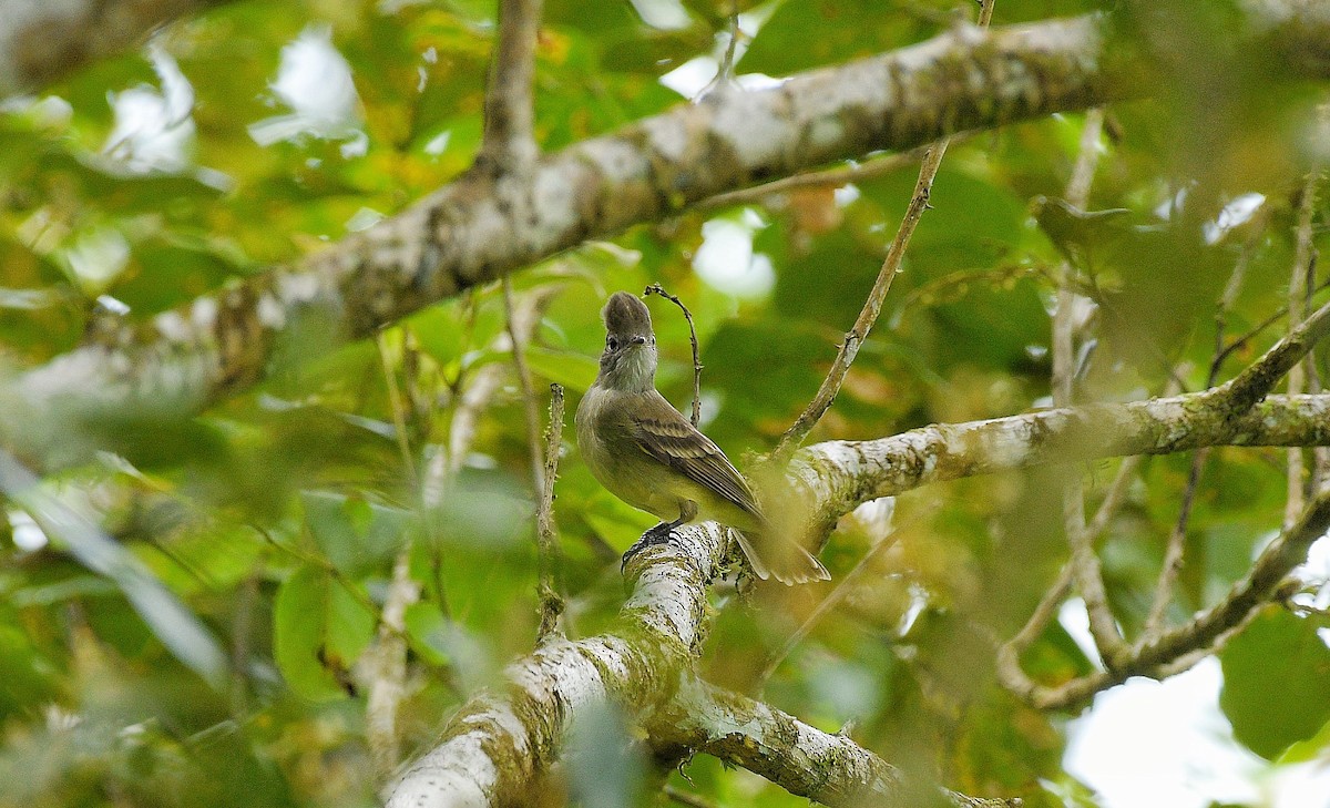 Желтобрюхая эления - ML646204093