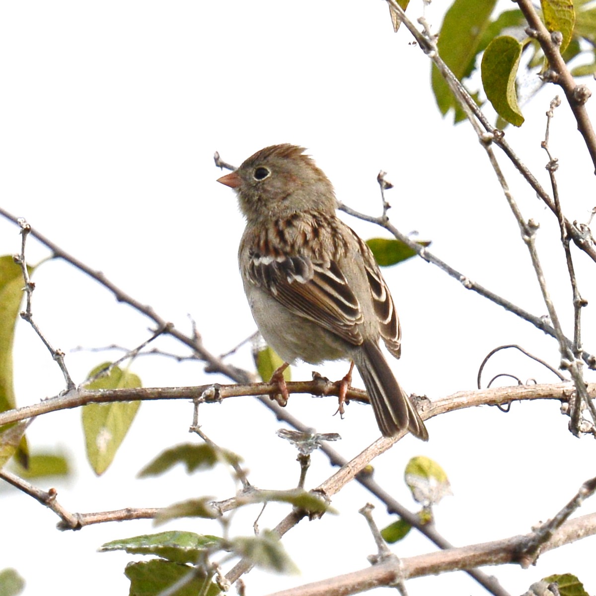 Field Sparrow - ML646204094