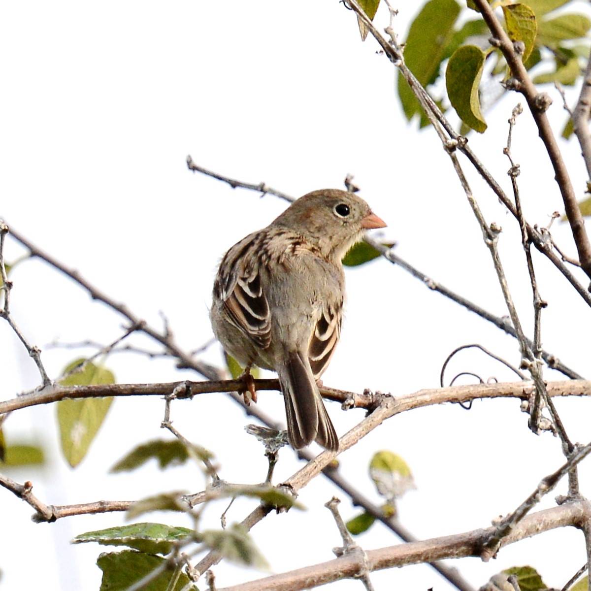 Field Sparrow - ML646204095