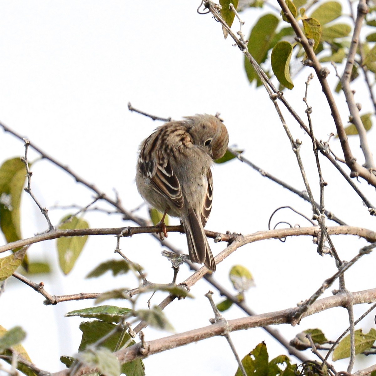 Field Sparrow - ML646204096