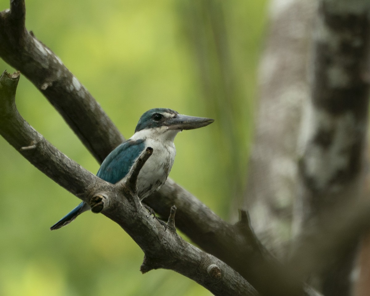 Collared Kingfisher - ML646204100