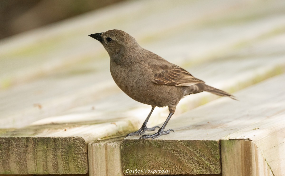 Shiny Cowbird - ML646204105
