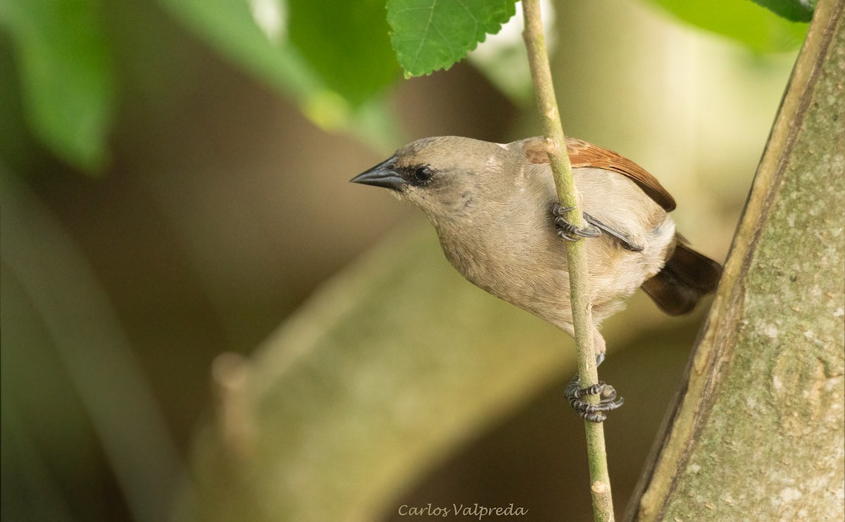 Grayish Baywing - ML646204108