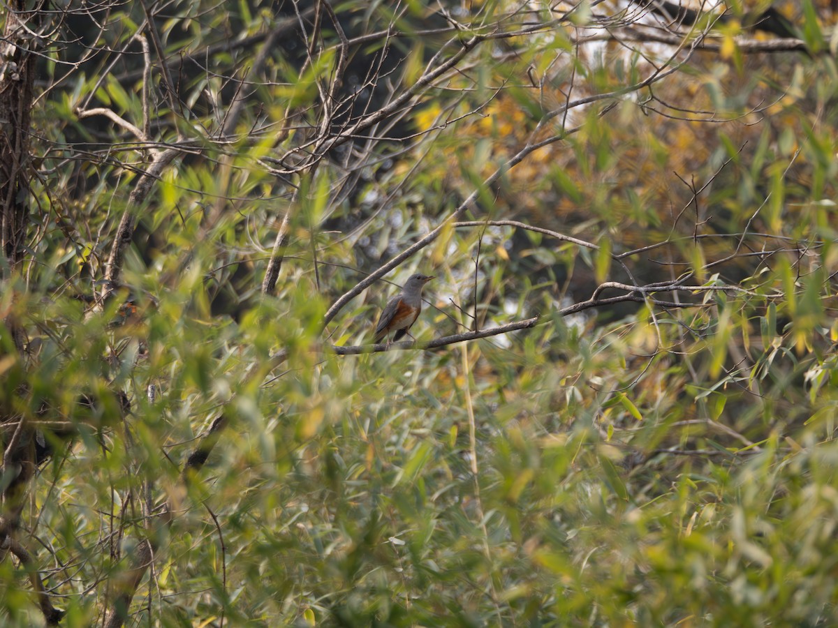 Merle à dos gris - ML646204109