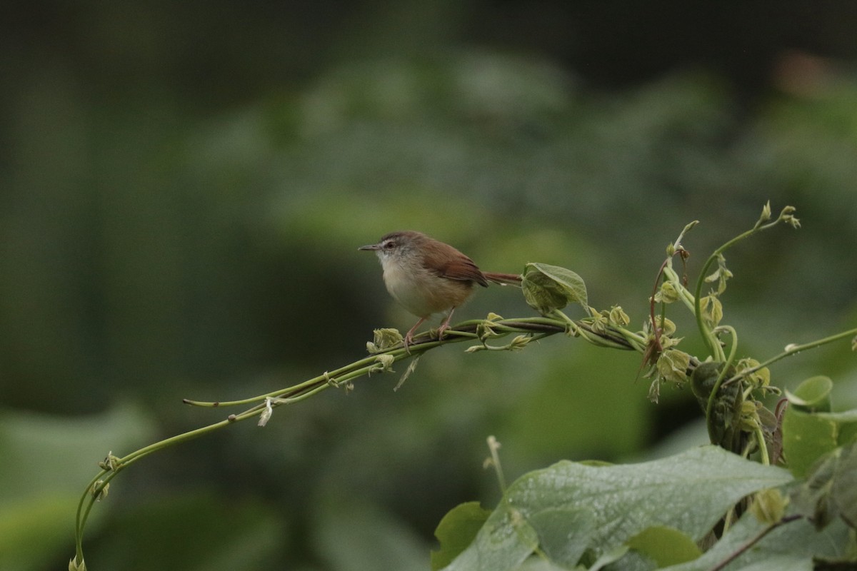 Rufescent Prinia - ML646204111