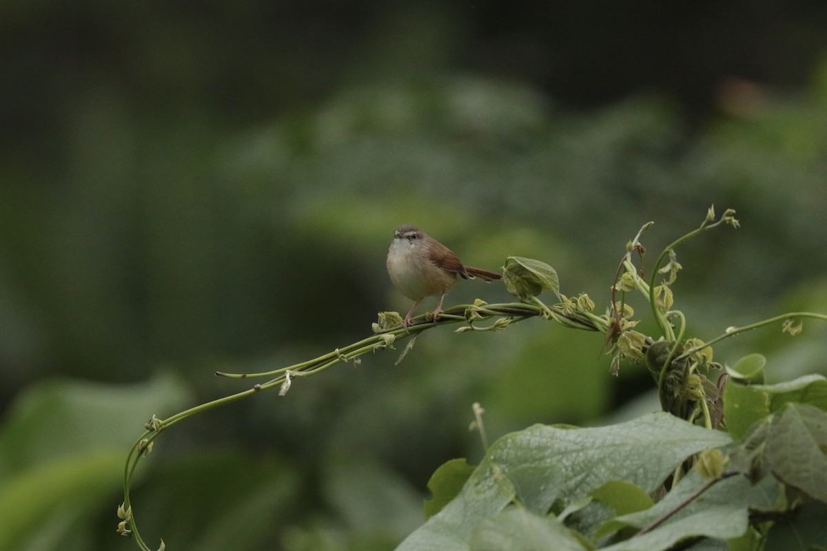 Rufescent Prinia - ML646204113