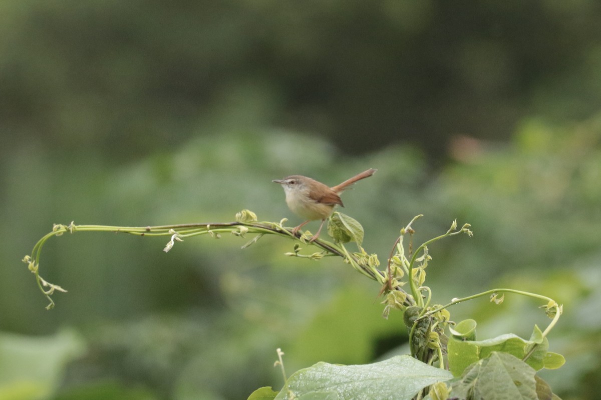 Rufescent Prinia - ML646204114
