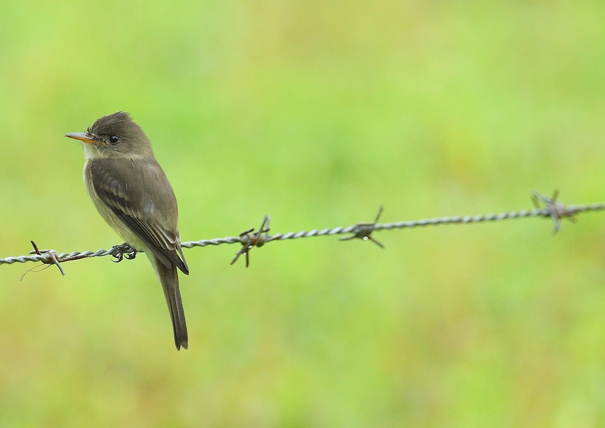 Northern Tropical Pewee - ML646204117