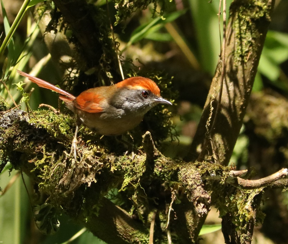 Rufous-capped Spinetail - ML646204122