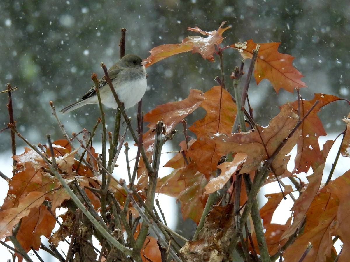 Dark-eyed Junco - ML646204124