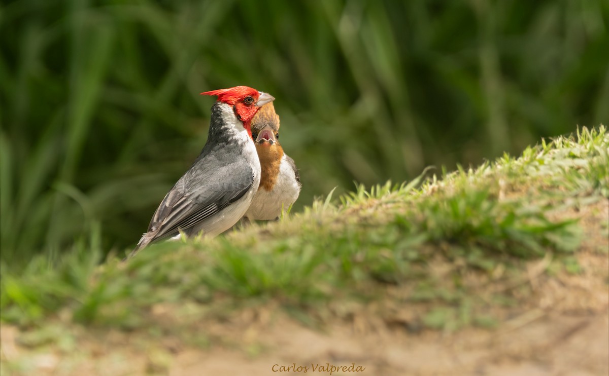 Red-crested Cardinal - ML646204125
