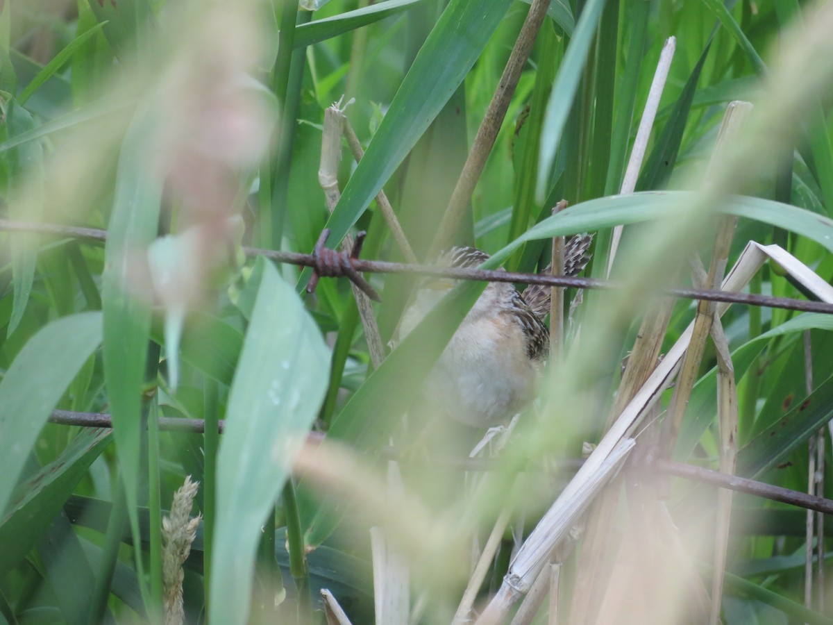 Sedge Wren - ML646204127