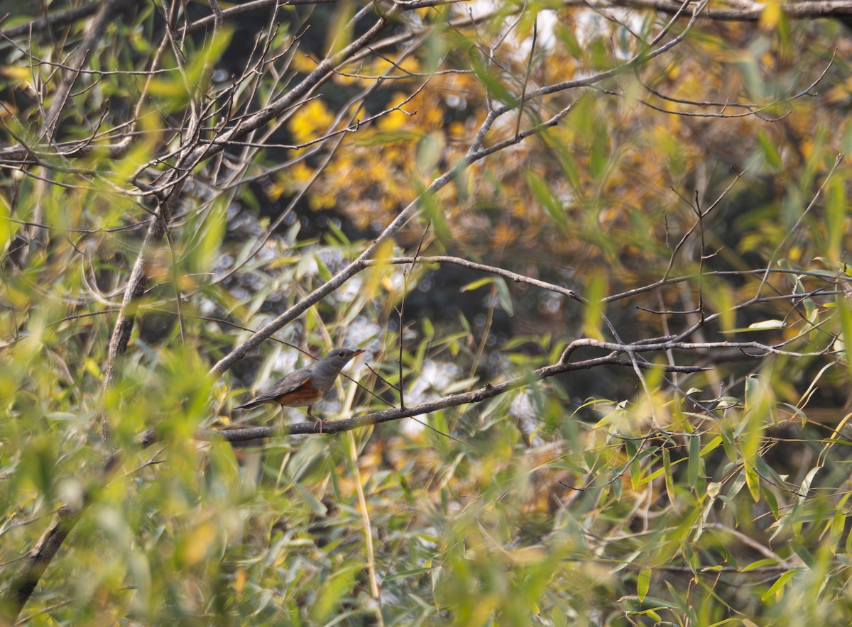 Merle à dos gris - ML646204129