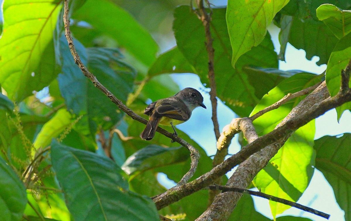 Dusky-capped Flycatcher - ML646204130