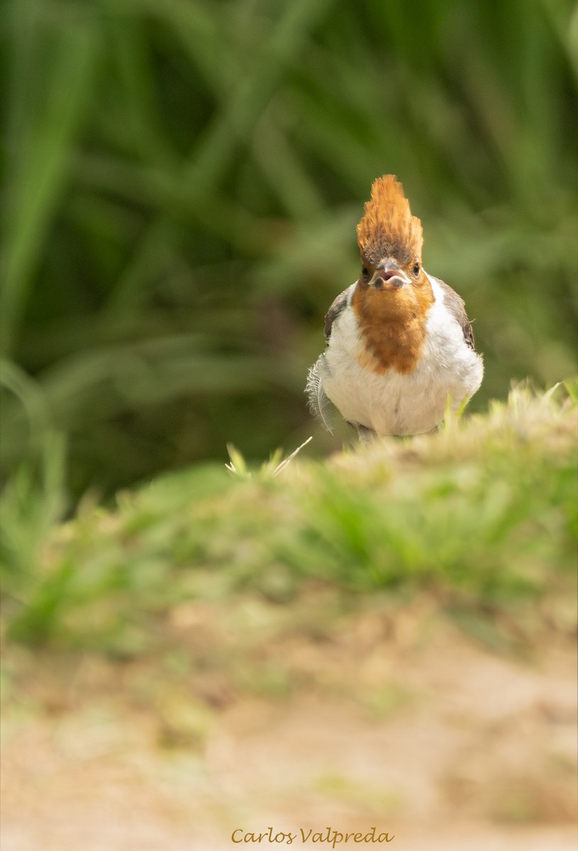 Red-crested Cardinal - ML646204134