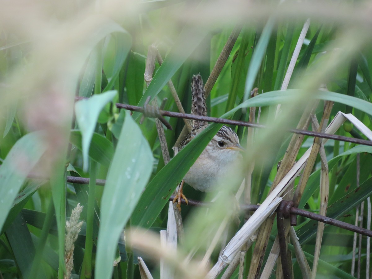 Sedge Wren - ML646204139
